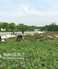 trồng cỏ lá tre