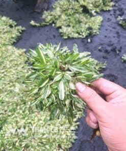 co la gung cam thach