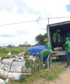 cac-loai-co-san-vuon