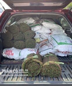 cac-loai-co-trong-san-vuon