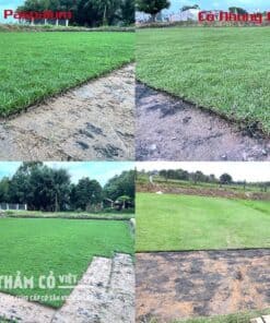 co-golf