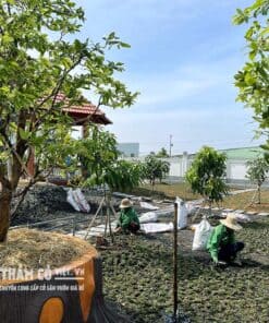 cỏ lá gừng thái lan