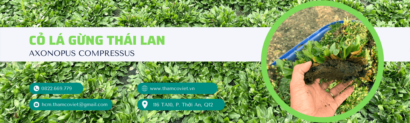 cỏ lá gừng thái lan