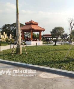 cỏ trồng sân vườn