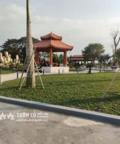 cỏ trồng sân vườn