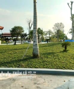 giá cỏ trồng sân vườn