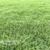 giong-co-paspalum