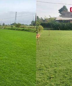 khac-nhau-giua-co-paspalum-va-co-nhung-nhat