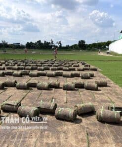 trong-co-san-vuon-dep