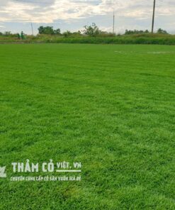 cách trồng cỏ paspalum