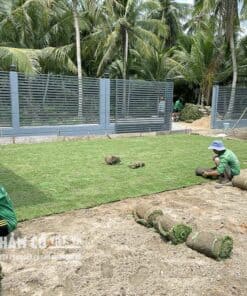 cỏ mỹ trồng sân vườn