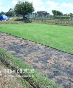 cỏ thảm sân vườn