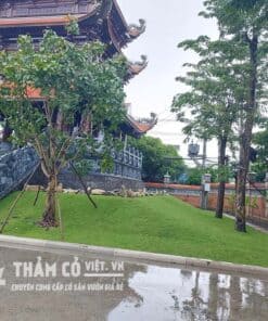 mua cỏ nhung nhật ở đâu