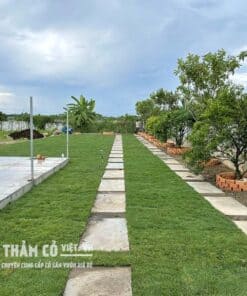 tên các loại cỏ đẹp