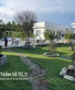 thảm cỏ nhung nhật