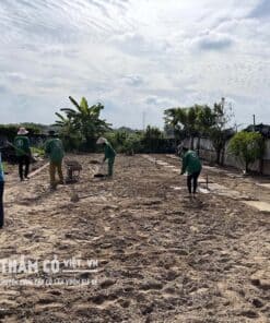 trồng cỏ paspalum