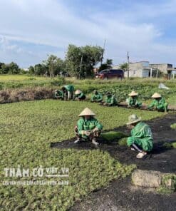 cỏ chỉ sân vườn