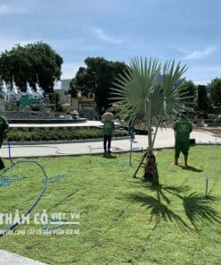 cỏ nhật bình dương