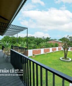 cỏ nhung nhật bình dương