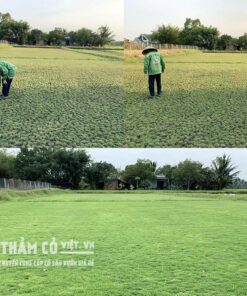 cỏ nhật bán ở đâu rẻ nhất tphcm