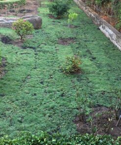 mua cỏ nhung nhật tphcm giá rẻ