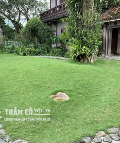 cỏ nhật bao nhiêu tiền m2