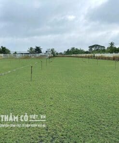 mua cỏ nhung nhật ở đâu tốt nhất