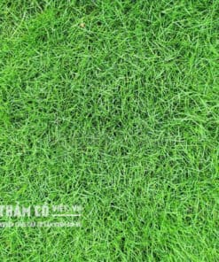 mua cỏ nhung nhật tphcm