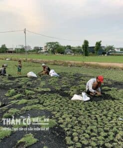 thảm cỏ trang trí quán cafe