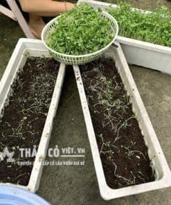 đất trồng rau sạch