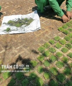 phân hữu cơ giá rẻ