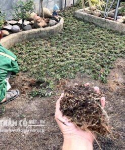 phân trồng cỏ sân vườn