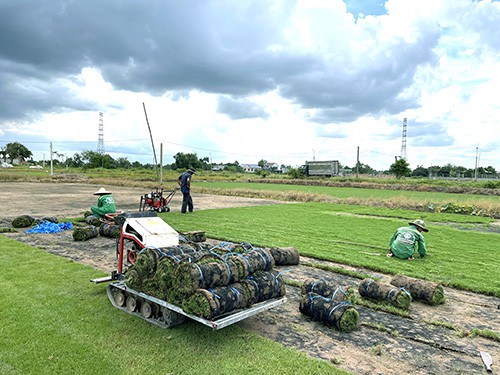 các loại cỏ sân vườn