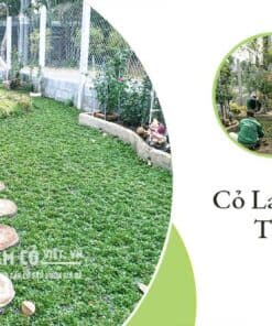 cây cỏ thái