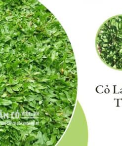 cỏ lá tre thái