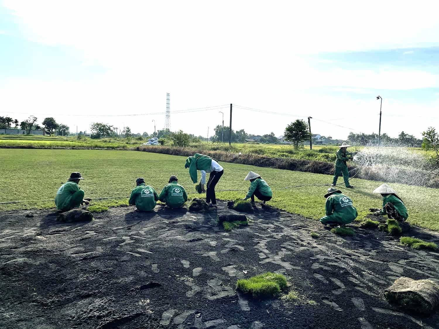 cỏ nhung nhật bản