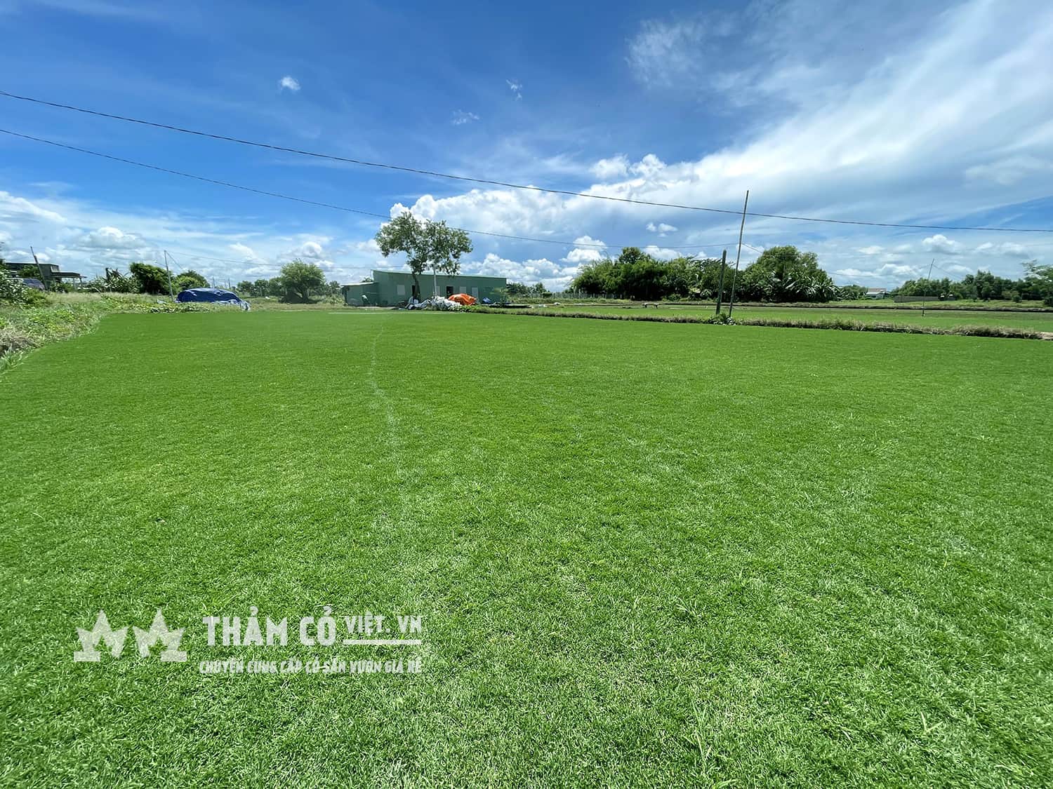 cỏ nhung nhật giá rẻ nhất