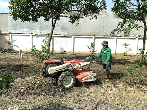 dịch vụ trồng cỏ sân vườn