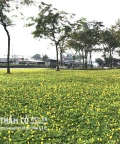 bán cỏ đậu phộng