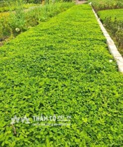 cỏ lạc đậu phộng
