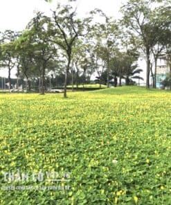 trồng cỏ đậu phộng