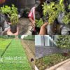 báo giá cỏ đậu phộng