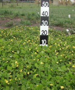 báo giá trồng cỏ đậu phộng