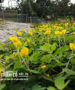 mua giống cỏ đậu phộng