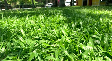 cỏ lá gừng trồng sân vườn