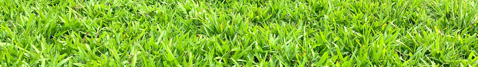 cỏ lá gừng trồng sân vườn