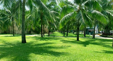 trồng cỏ lá gừng