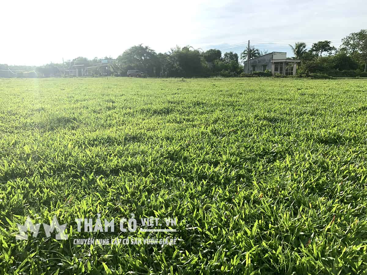 vườn cây kiểng