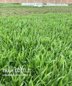 cỏ lá gừng việt nam