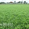 cỏ lá gừng giá rẻ
